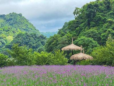 ท่ามกลางทุ่งดอกไม้บนภูเขาบรรยาศฝนตกเหมือนหลุดไปในโลกความฝัน