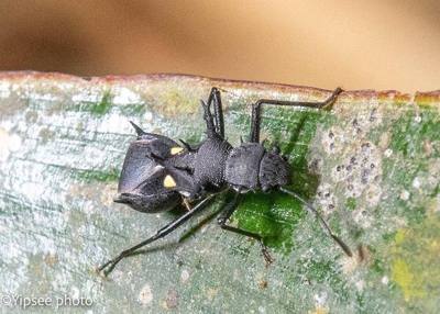 Pentamyrmex spinosus (Thailand)