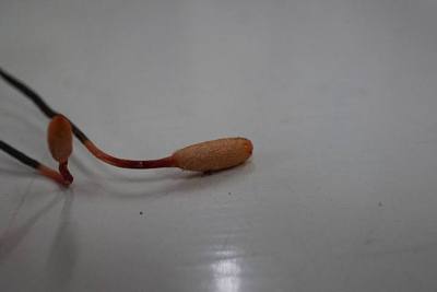 For more information about this, see the observation page at Mushroom Observer.