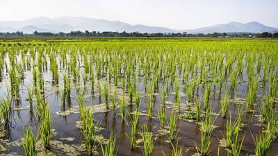 Paddies with newly planted rice in Phrao District, Chiang Mai Province.