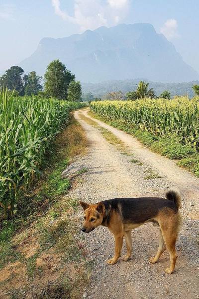 Village dog and Doi Chiang Dao