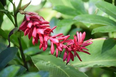 Alpinia purpurata in Bai Orchid and Butterfly Farm, Chang Mai Province, Thailand