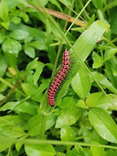 Antheromorpha uncinata in Thailand