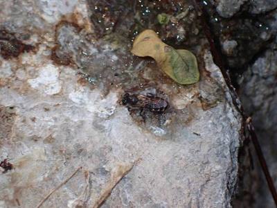 Black Dwarf Honey Bee ( Apis andreniformis ) in Thailand