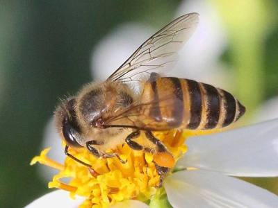 Asiatic honey bee at Nawarat Bridge , Chiang Mai , Thailand