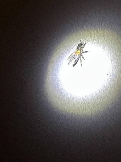 Giant Honey Bee ( Apis dorsata ) in Thailand