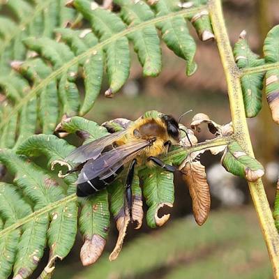 Himalayan Giant Honey Bee ( Apis laboriosa ) in Thailand