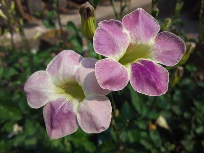 Aom Saab is In a small flowerpot decorated the front of the house Unlike purple and white flowers, this beautiful flower blooms from January to March every…