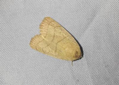 Athetis transversa , RW8F+PJ9 Montha Than Waterfall Trailhead, Tambon Su Thep, Amphoe Mueang Chiang Mai, Chang Wat Chiang Mai 50200, Thailand, 2025-04-26…