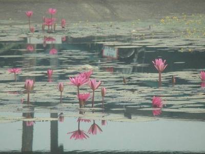 Ban Du, Mueang Chiang Rai District, Chiang Rai 57100, Thailand