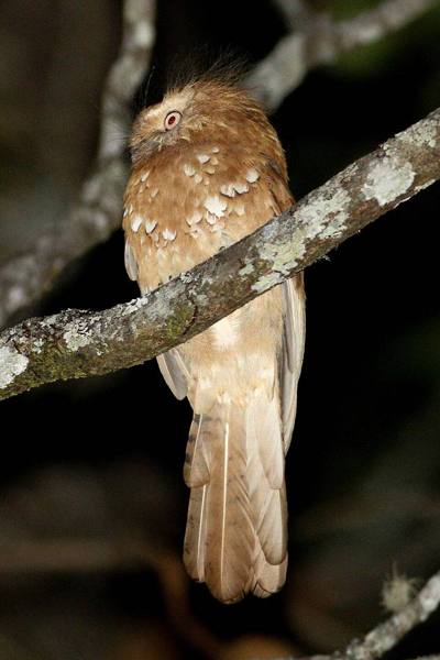 Hodgson's Frogmouth ( Batrachostomus hodgsoni ) in Thailand