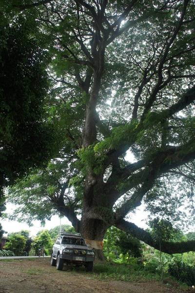 Big Old trees.