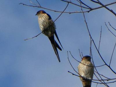 Striated Swallow ( Cecropis striolata )