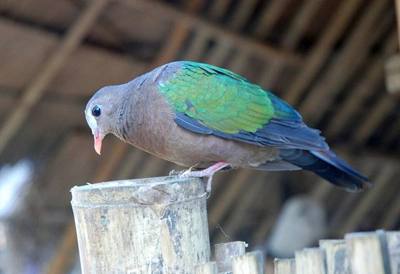 Chalcophaps indica in Thailand (Kok River)