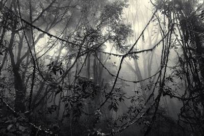 The Chiang Dao forest in a heavy morning mist, Thailand