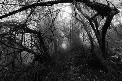 The Chiang Dao forest in a heavy morning mist, Thailand