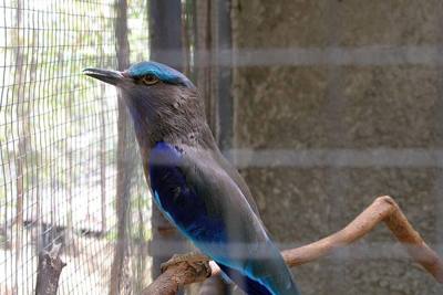 Bird. Chiang Mai, Thailand.