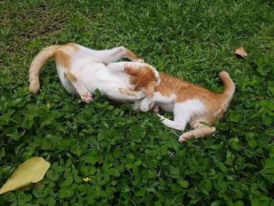 Kitties in Chiang Mai Province , Thailand .