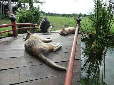 Chiang Mai "Sky Adventure"