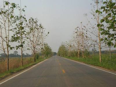 Chiang Saen - Mae Ngoen road.