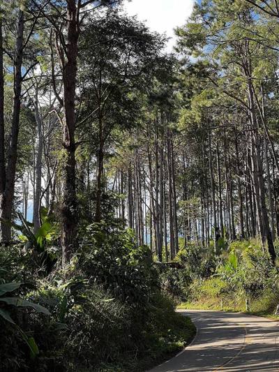 Coniferous Forest in Lam Nam Kok National Park, Chiang Rai