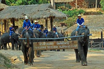 The main arena where the elephants performed for us. Yes I did ride an elephant for about 1.5 hours to a village.