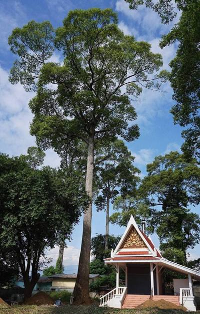 This is a mature Dipterocarpus alatus tree. In Thailand it is known as a Yang na (ยางนา)