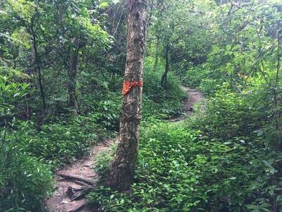 The trail to Wat Phra That Doi Suthep in Chiang Mai.