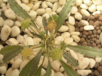 綿葉琉桑 Dorstenia crispa [泰國清邁花展 Royal Flora Ratchaphruek, Thailand]