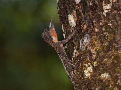 Orange-winged Flying Lizard ( Draco maculatus )