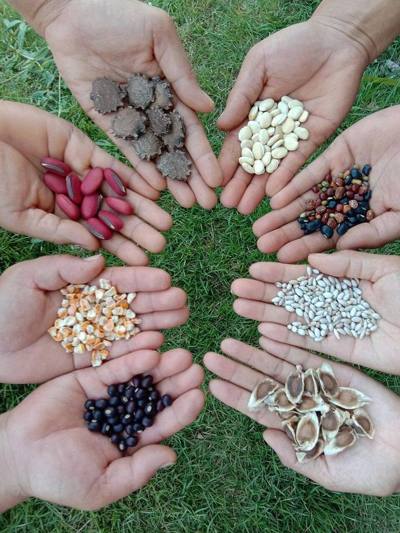 ECHO grows and distributes hundreds of varieties of neglected and underutilized seeds of merit