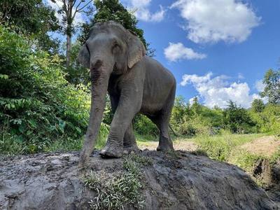 Elefante en Mae Wang, Chiang Mai, Tailandia. Octubre 18, 2024