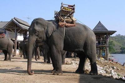 Elephants. Elephant camp. Kok River, Chiang Rai, Thailand.