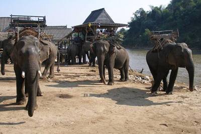 Elephants. Elephant camp. Kok River, Chiang Rai, Thailand.