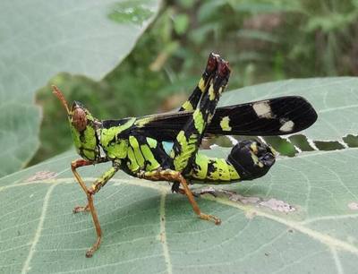 Conjoined Spot Monkey-grasshopper ( Erianthus serratus ) in Thailand