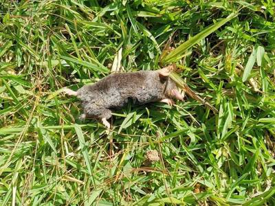 Kloss's Mole ( Euroscaptor klossi ) in Thailand