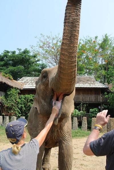 Feeding and interaction with an elephant at the Elephant Nature Park near Chiang Mai, Thailand.