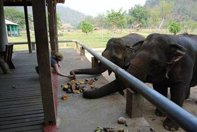 Feeding elephants at the Elephant Nature Park, Chiang Mai, Thailand.
