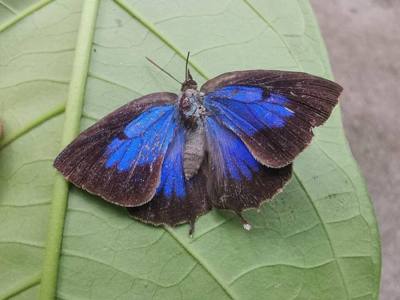 Variegated Plushblue ( Flos adriana ) in Thailand