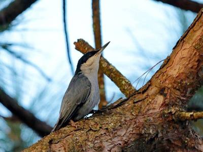 Giant Nuthatch Sitta magna , Doi Pha Hom Pok National Park, Thailand