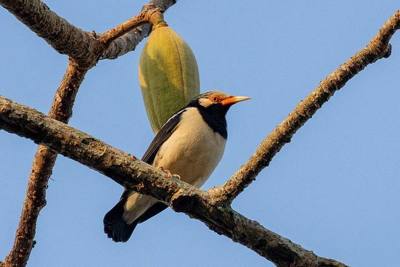 Siamese Pied Myna Gracupica floweri , Chiang Saen Nong Bong Kai, Thailand