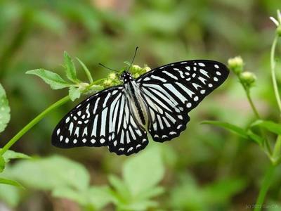 Lesser Zebra ( Graphium macareus )