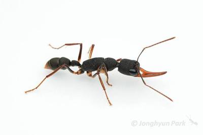 Harpegnathos venator