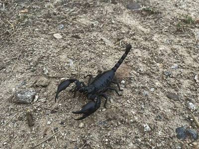 Laotian Giant Scorpion ( Heterometrus laoticus ) in Thailand