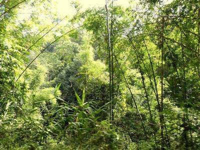 Huai Kaeo, Mae On District, Chiang Mai, Thailand