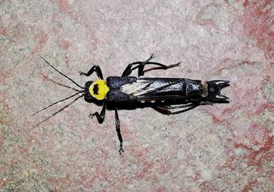 Ichthyurus maior. Species of insect.