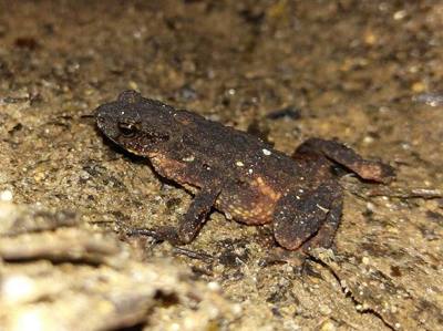 Photo of Inthanon Stream Toad uploaded from iNaturalist .