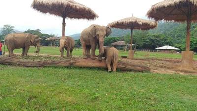Jenny the nanny of the younger baby elephant at the Elephant Nature Park in Thailand