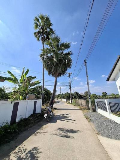 Ku Daeng - formerly a lone tree in a rice field