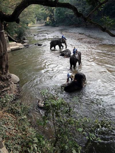 Grooming elephants in the Mae Taeng River, Chiang Mai Province, Thailand.